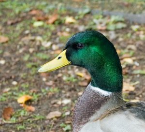 Mallard Head and Shoulders