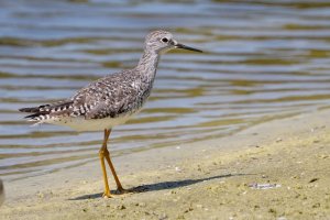 Lesser yellowlegs