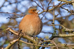 Chaffinch (male)