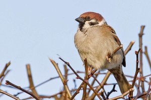 Tree Sparrowv