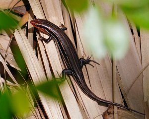 Five-lined skink on the forest floor