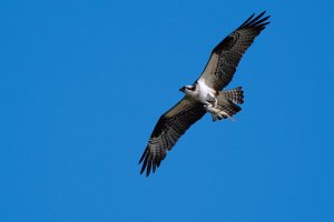 Osprey with a fish