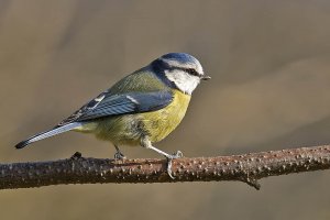 Blue Tit,