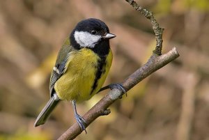 A Great Tit