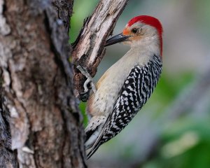 Red-bellied woodpecker