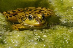 Pig frog on a bed of algae