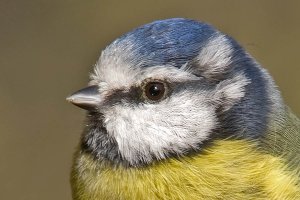 Close-up to a Blue tit