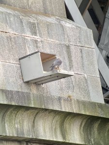 Hopefully get peregrine chicks this year