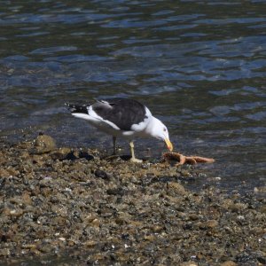 Black-backed Gull tasting an Eleven-armed Starfish