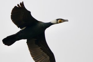 Great Cormorant (1).jpeg