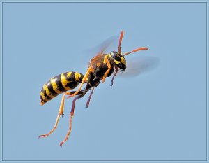 Wasp.