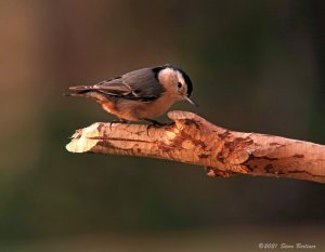 White-breasted Nuthatch at Dusk