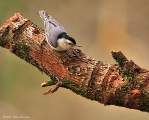 White-breasted Nuthatch