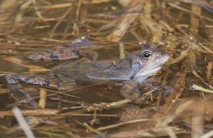 Male Common Frog