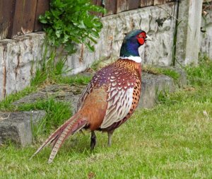 Pheasant