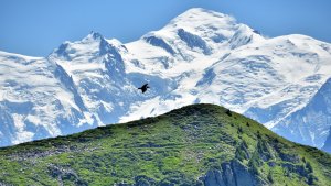 A Raven in the Alps