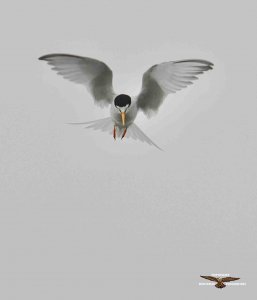 Little Tern 3627.jpg