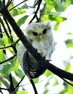 Barred Eagle-Owl junior