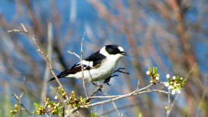 Collared Flycatcher male