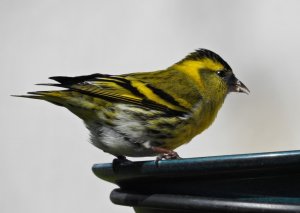 Siskin