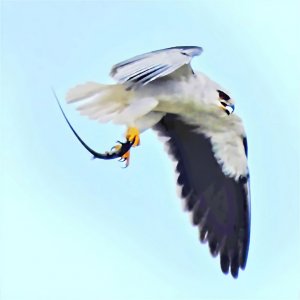 Black winged kite caught a Skink