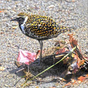 Pacific Golden Plover with breeding plumage