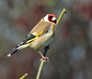 Goldfinch