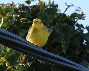 Yellowhammer