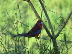 Crimson Rosella nigrescens Apr 17 2021 IMG_9917.jpg