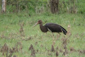 156- Ciconia nigra Black Stork- 23 février 2016.jpg