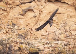 Golden eagle against the cliff face
