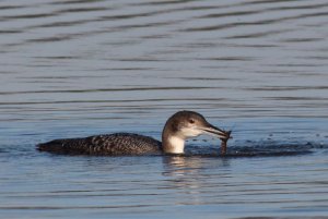 160- Gavia immer Great Northern Diver- 30 décembre 2019.jpg
