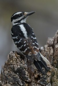 hairy woodpecker