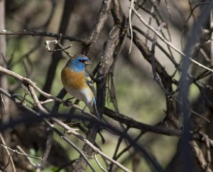 Lazuli Bunting 2537.jpg