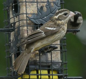 rose-breasted grosbeak