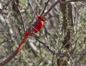 Northern Cardinal 2587.jpg