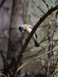 Lazuli Bunting 2525.jpg