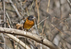 Black Headed Grossbeak 2516.jpg