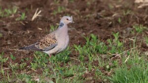 european turtle dove