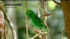 Green Broadbill