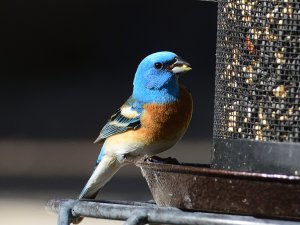 Lazuli Bunting at my feeder