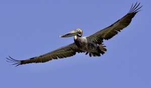 Brown Pelican.jpg