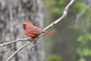 Northern Cardinal