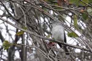 Pearly-vented Tody-Tyrant