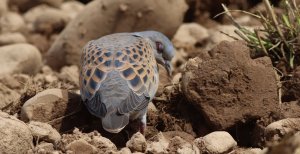 european turtle dove