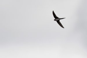 Fork-tailed Palm-Swift