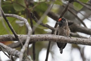 Spotted Piculet