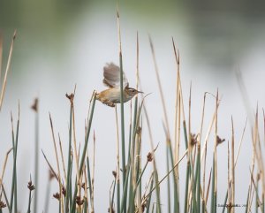 Marsh Wren in Flight