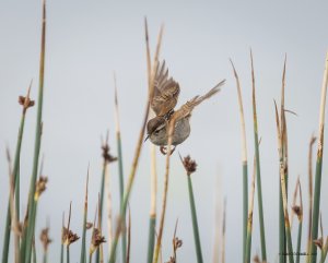 Marsh wren in flight