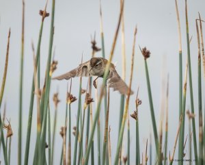 Marsh wren in flight